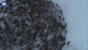 Video: Chiêm ngưỡng khoảnh khắc 'lốc xoáy tuần lộc' tại Nga