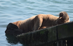 Hải mã trôi dạt từ Bắc Cực tới Ireland, quá giang tàu thủy để về nhà
