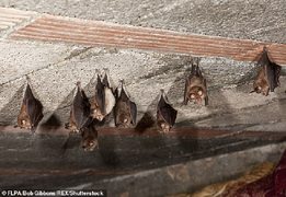 Phát hiện loại virus gây chết người mới ở dơi