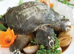 Ăn thịt ba ba, người đàn ông sốc phản vệ suýt chết