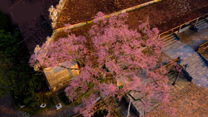 Mê mẩn ngắm hoa ngô đồng khoe sắc trong Đại nội Huế