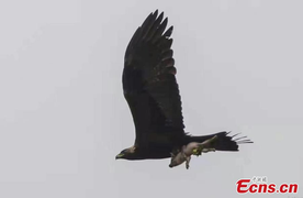 Đại bàng quắp lợn rừng lên không trung