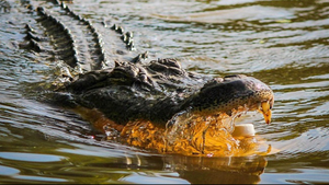 Video: Ngư dân Australia câu nhầm cá sấu khổng lồ