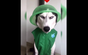 Chú chó nổi cáu vì bị chủ biến thành trò cười