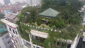 Video: Không gian xanh gần 200m2, 1500 hoa loa kèn bao phủ giữa lòng Thủ đô