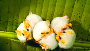 Video: Cận cảnh loài dơi trắng quý hiếm đáng yêu như thú cưng