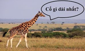 Đố mẹo 5 giây: Cổ gì dài nhất?