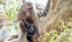 Ảnh: Khỉ mặt đỏ đau đớn bỏ lại bàn chân trên chiếc bẫy sắt ở Sơn Trà