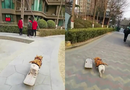 Clip: Chú chó lướt ván siêu đỉnh