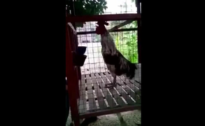 Clip: Chú gà trống kì dị, tiếng gáy giống tiếng người cười