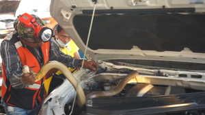 Video: Rắn hổ mang dài 3m trú ẩn trong động cơ xe ô tô ở Thái Lan