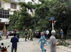 Cây xanh bật gốc đè trúng ô tô đang chạy trên phố Hà Nội, nhiều người hoảng sợ