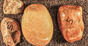 Vác bụng đầy đá, khủng long đi bộ hơn 1.000 km 