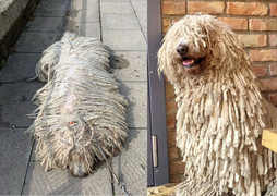 Sở hữu bộ lông y hệt giẻ lau nhà, chú chó bỗng nổi tiếng rần rần trên mạng