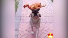 Lác mắt xem chú chó 