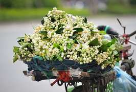 Điểm danh những loài hoa hay ‘bị lãng quên’ lại là nét đẹp rất riêng của Hà Nội