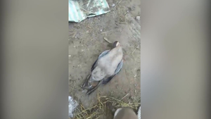 Clip: Ngỗng giả chết đánh lừa chủ 