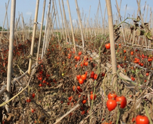 Xót xa cà chua chín đỏ rụng thối đầy đồng ở Nghệ An