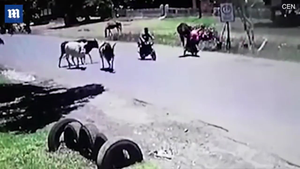 Video: Bị chặn đường, bò điên 'tung cước' đá văng người phụ nữ đi xe máy