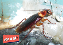 Có ai biết: Gián không hoàn toàn gây hại, thậm chí có thể tạo ra sữa bổ dưỡng 