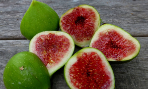 Quả sung - vị thuốc đặc trị bệnh tiểu đường