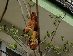 'Quái thú không đầu' rình rập, người dân run sợ đóng cửa hai ngày