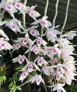 Xác minh thông tin chủ vườn lan bị tố ôm trăm tỷ bỏ trốn cũng là nạn nhân