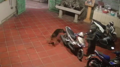 Clip: Chó đuổi cô gái chạy vòng quanh xe