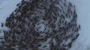 Video: Đẹp ngỡ ngàng với vòng xoáy tuần lộc nhìn từ trên cao