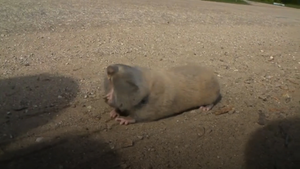 Video: Hoảng hồn trước sinh vật kỳ quái không mắt, không đuôi ở Nga