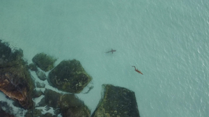 Bị cá mập rượt đuổi, cá sấu thoát chết trong gang tấc