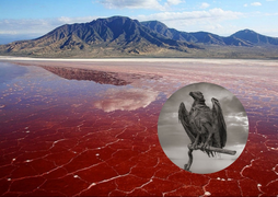 Hồ nước đỏ như máu khiến các sinh vật rơi xuống bị ‘hóa đá’ như dính lời nguyền