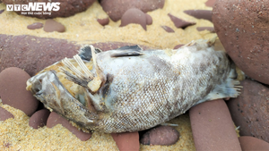 Cá chết ở biển Nghi Thiết, Nghệ An: Mẫu cá thu thập không đủ để phân tích