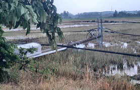 TP.HCM: Xuyên đêm trồng lại hàng cột điện bị ngã sau cơn mưa ở Củ Chi