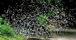 Tháng 4 rủ nhau lên Tây Nguyên ngắm bướm bay rợp trời, chụp ảnh hóa Hàm Hương