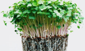 Có nên ăn rau mầm thường xuyên?