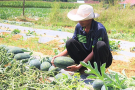 3 hộ nông dân ở Quảng Nam điêu đứng vì bị kẻ gian 'triệt hạ' 3 sào dưa hấu