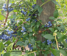 Khám phá những trang trại trồng việt quất đẳng cấp thế giới tại Canada