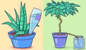 5 cách giúp bạn có thể tưới cây kể cả khi vắng nhà