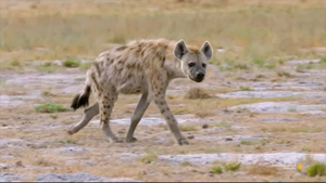 Video: Cách săn mồi đặc biệt của linh cẩu ở Châu phi