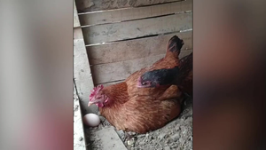 Gà mái bị 'mẹ chồng' đánh vì ấp trứng quá vụng