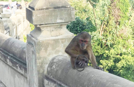 Khỉ mặt đỏ dính bẫy đứt lìa chân, Đà Nẵng kiến nghị trang bị súng, đạn gây mê