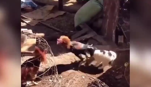 Chó con cắn đuôi gà trống để ngăn đánh nhau 