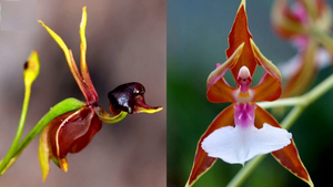 5 loài hoa lạ lùng nhưng có hình dáng quen thuộc khiến ai thấy cũng ngạc nhiên