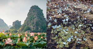 Nghỉ lễ 30/4 và 1/5: Săn bướm rừng Cúc Phương, ngắm trọn đất trời ở Hang Múa