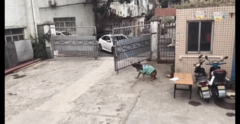 Clip: Chú chó thông minh mở cổng cho ô tô vào