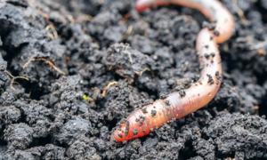 Loài giun điên ham ăn vô độ, không giao phối vẫn đẻ khỏe