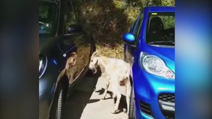 Chết cười xem chú dê húc ô tô khi thấy bóng mình