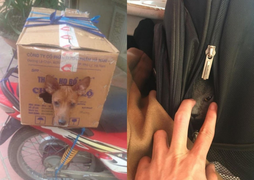 Muôn kiểu 'đóng gói' chó mèo mang về quê chơi dịp lễ nhìn cưng muốn xỉu