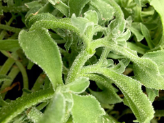 Rau kim cương đắt đỏ, dân Hà Nội vẫn mua sạch